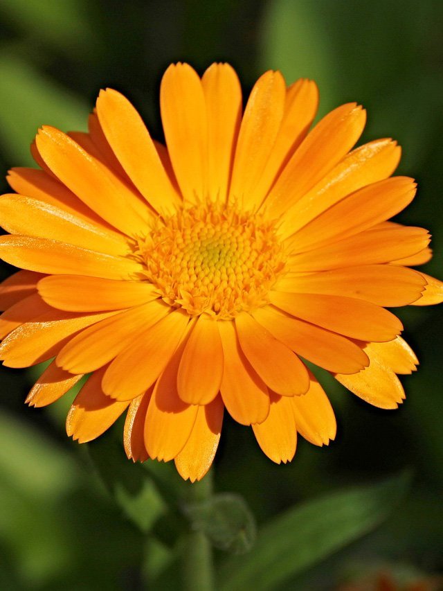 Orange flower blooming, analogy to healing